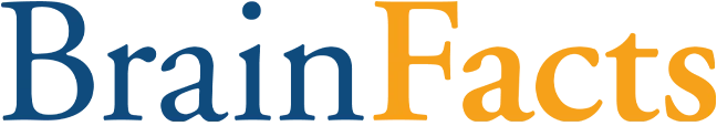https://www.brainfacts.org/